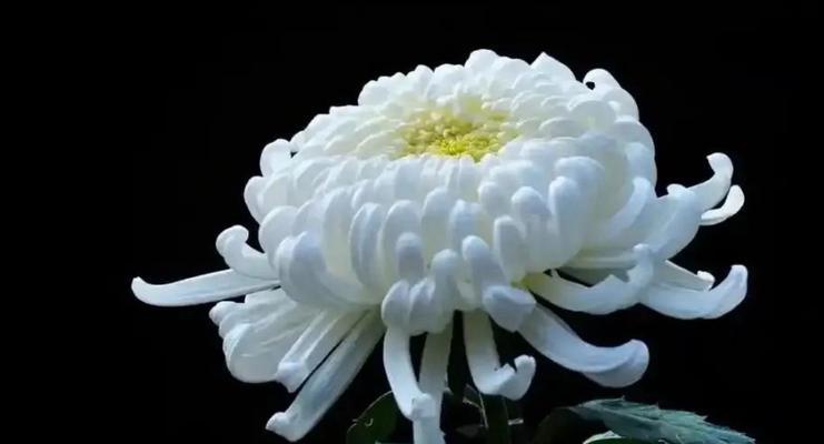 古代节哀的花有哪些？这些花的寓意是什么？