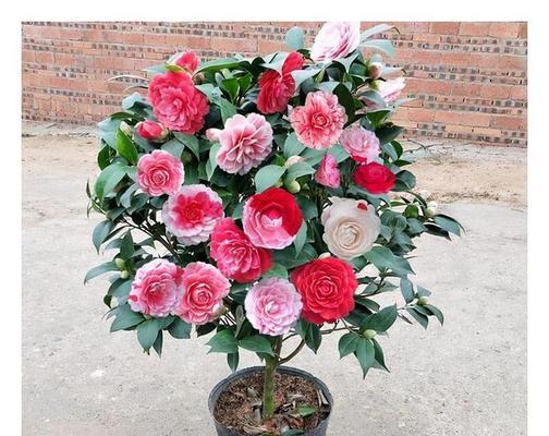 富贵花铜器的寓意是什么？铜器花的象征意义有哪些？