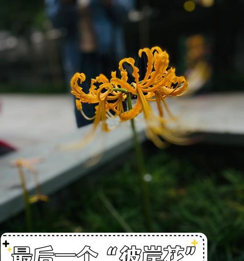 黄色彼岸花有何特殊含义？