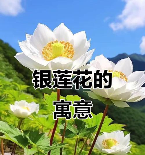 白色花的绝望寓意是什么？