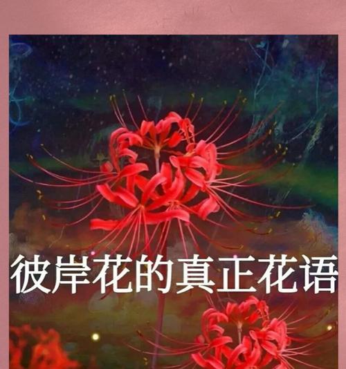 白色花的绝望寓意是什么？