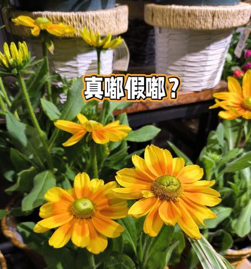 假花颜色不同寓意有何区别？假花的象征意义是什么？
