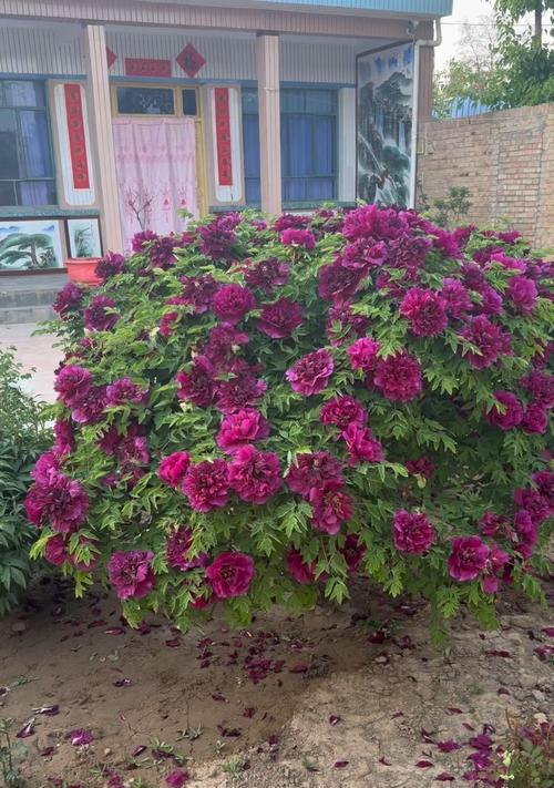 哪些花寓意幸福？幸福意义的花有哪些？