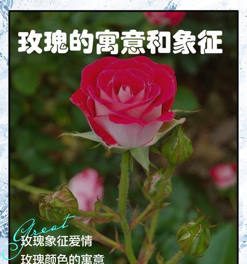 玫瑰花不同颜色的寓意分别是什么？如何根据场合选择？