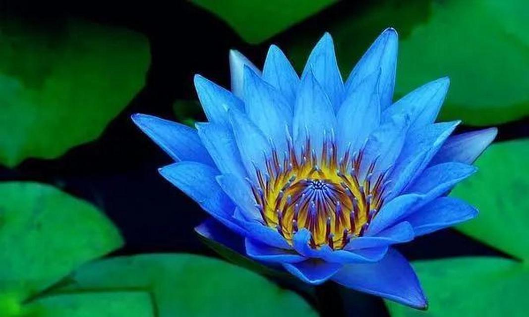 送蓝色花的含义是什么？它象征着什么？