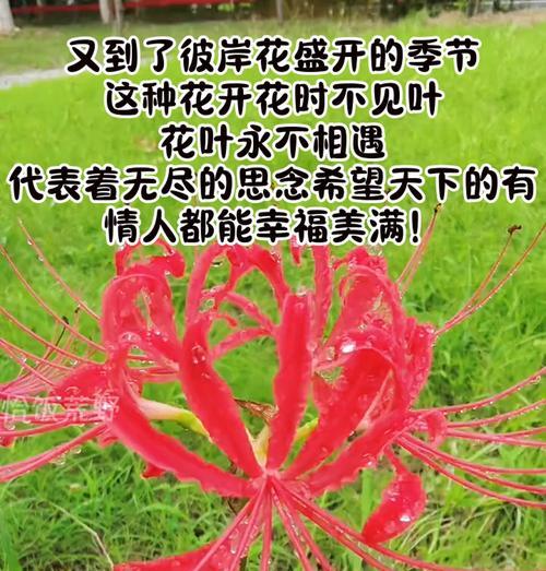 绿色花象征思念吗？它们的寓意是什么？