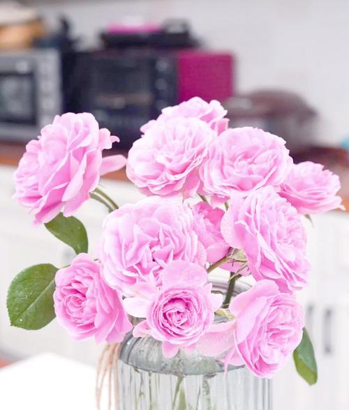 粉色月季花代表什么？送粉色月季花有什么特别含义吗？