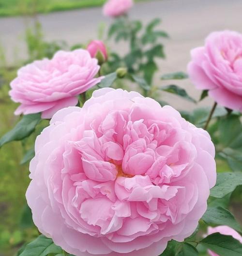 粉色月季花代表什么？送粉色月季花有什么特别含义吗？