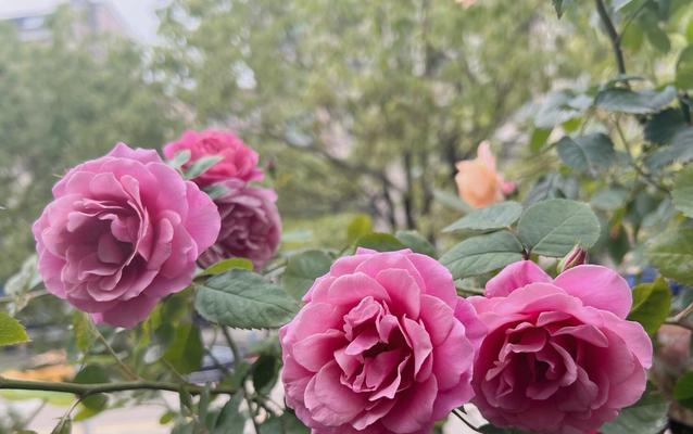 粉色月季花代表什么？送粉色月季花有什么特别含义吗？