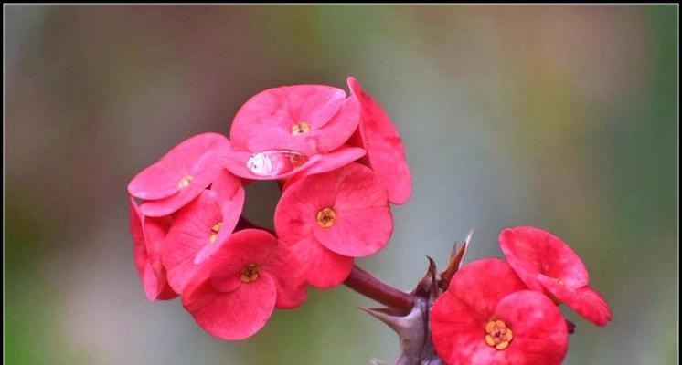 麒麟红色花有何寓意？麒麟红色花的花语是什么？