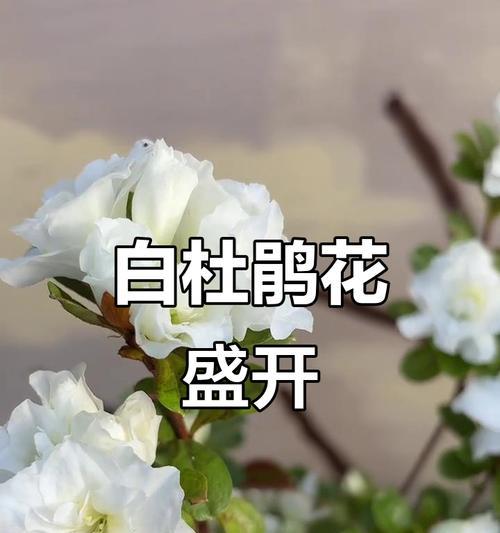 白色装饰杜鹃花有何特别含义？养护技巧有哪些？