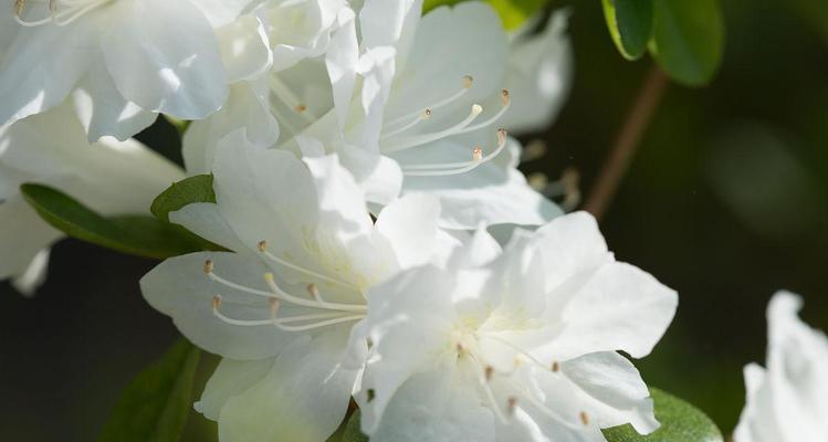 白色装饰杜鹃花有何特别含义？养护技巧有哪些？