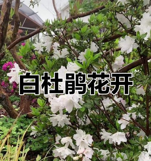 白色装饰杜鹃花有何特别含义？养护技巧有哪些？
