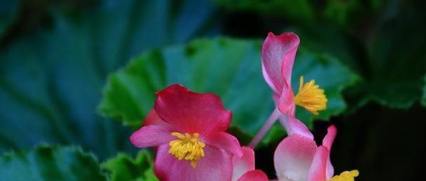 竹节的花语是什么？寓意有何特别之处？