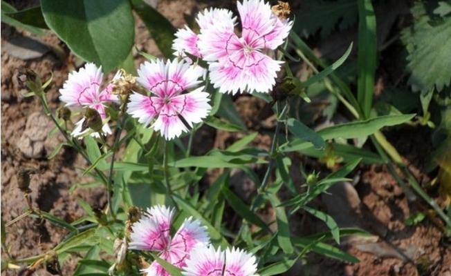 竹节的花语是什么？寓意有何特别之处？