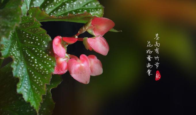 竹节的花语是什么？寓意有何特别之处？