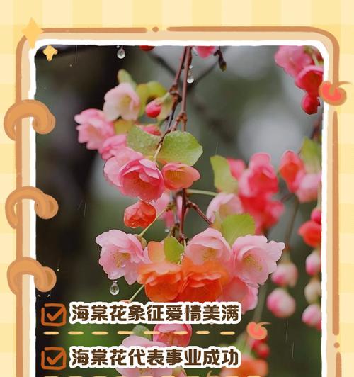 什么花代表老年的爱情含义？