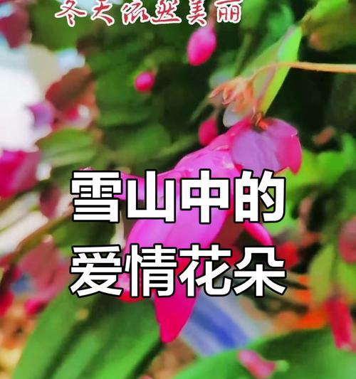 什么花代表老年的爱情含义？