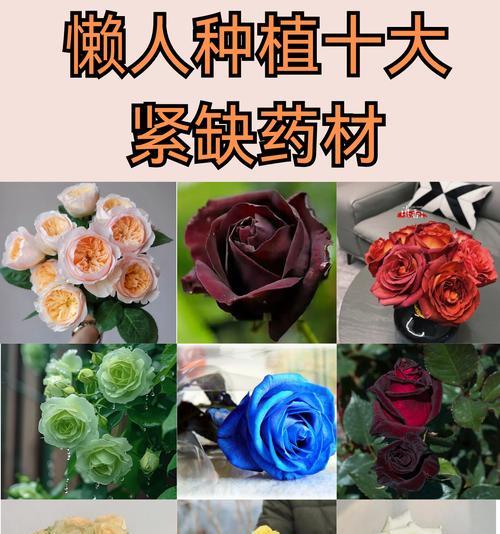 什么花代表老年的爱情含义？