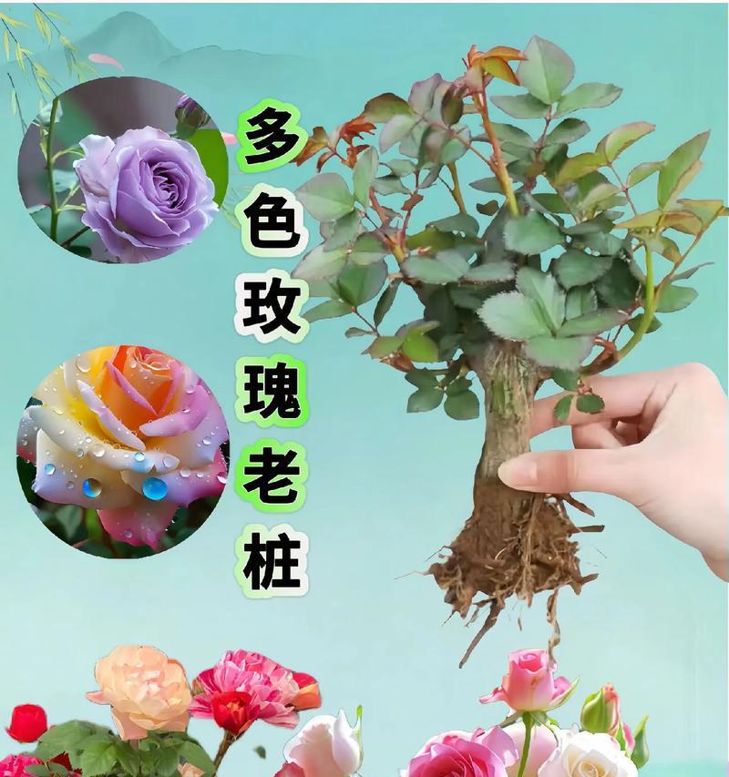 玫瑰花不同花色各有什么寓意？