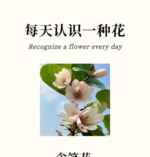白色含笑花象征着什么？
