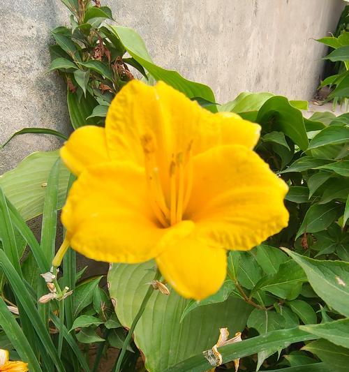 黄色的花通常寓意着什么？