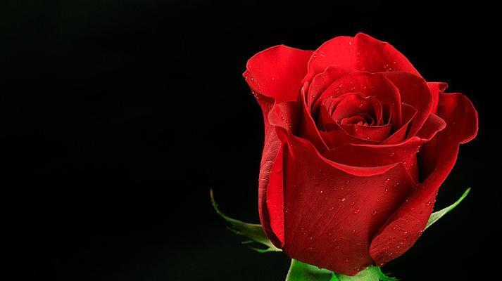 黑色玫瑰花象征什么？黑色玫瑰的特殊含义是什么？