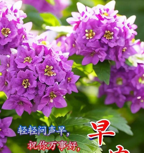 哪些花代表着平安和祝福？