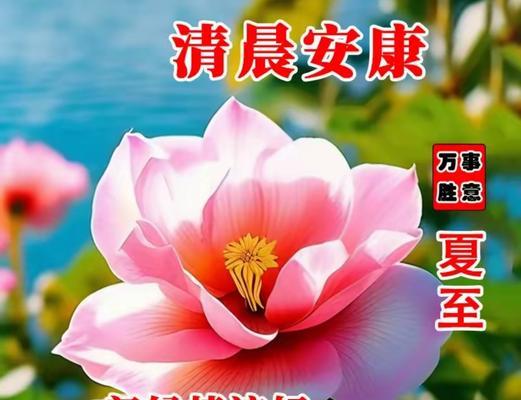 哪些花代表着平安和祝福？