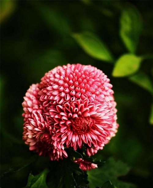 哪种花象征着平安祝福？平安寓意的花有哪些特点？