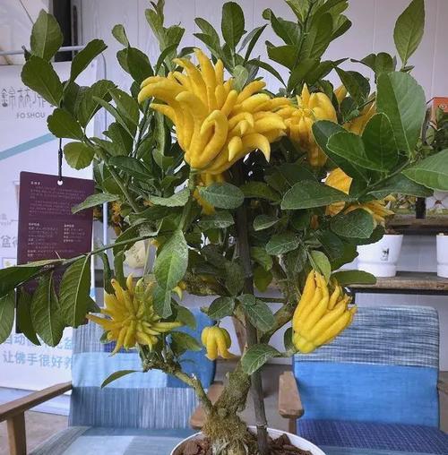 哪种花象征着平安祝福？平安寓意的花有哪些特点？