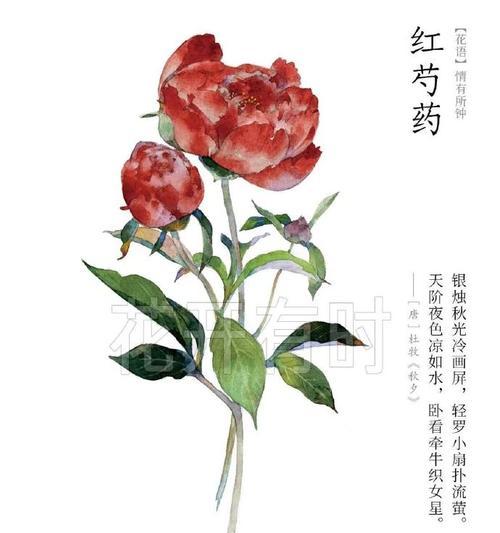 哪种花寓意纯粹的爱情？纯粹爱情的象征花是什么？