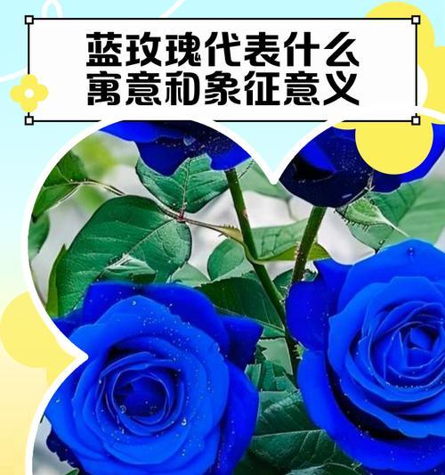 哪种花寓意纯粹的爱情？纯粹爱情的象征花是什么？