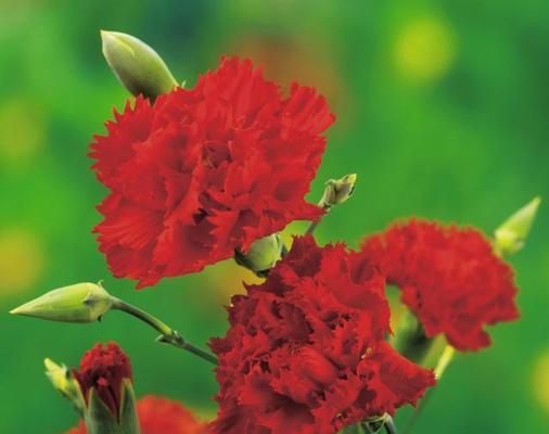 红色的花通常代表什么寓意？