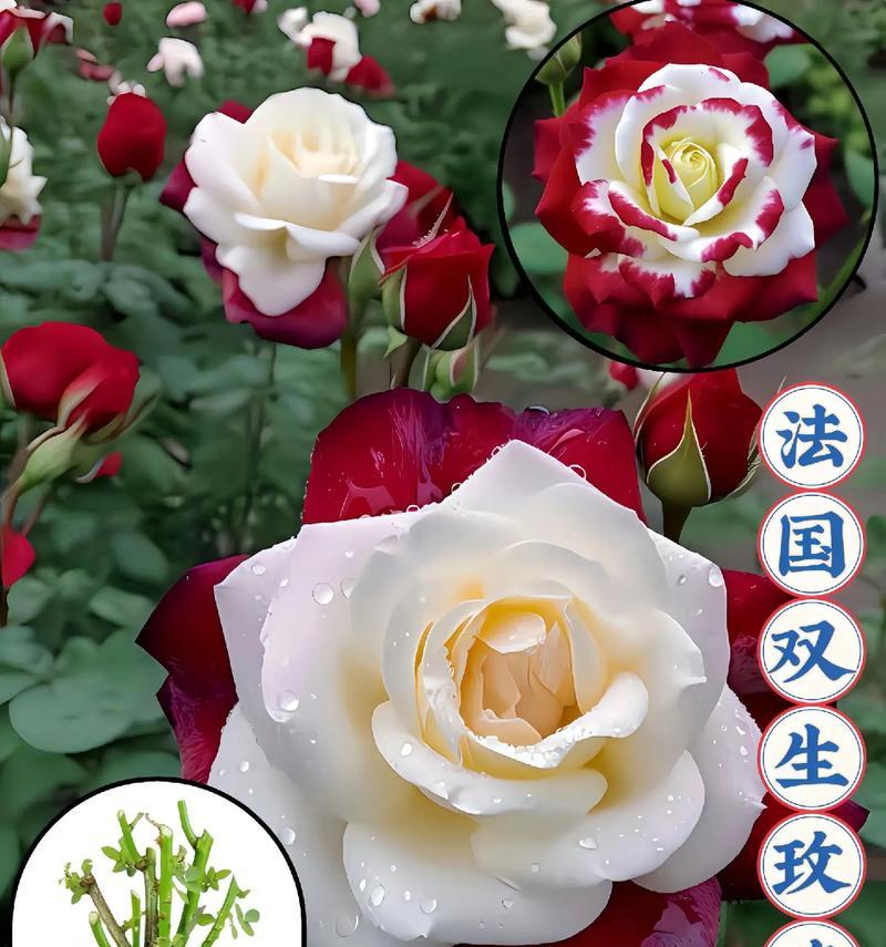 芬色玫瑰花代表什么？芬色玫瑰的寓意和象征是什么？