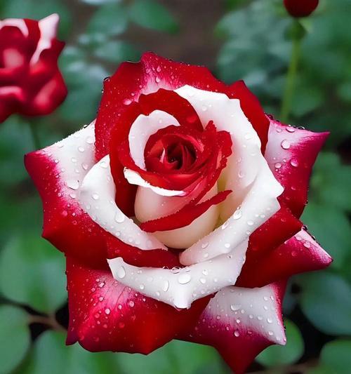 芬色玫瑰花代表什么？芬色玫瑰的寓意和象征是什么？