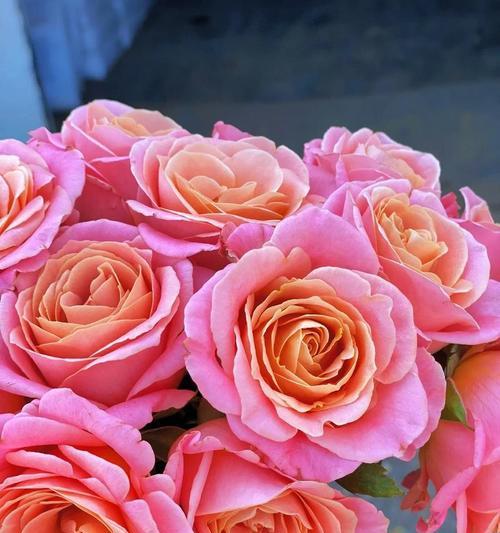 芬色玫瑰花代表什么？芬色玫瑰的寓意和象征是什么？