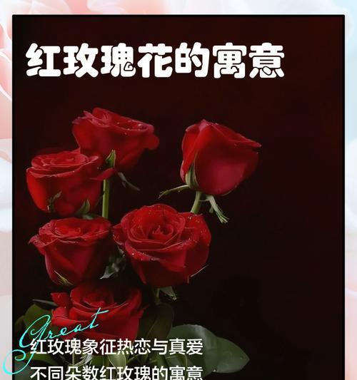 三色玫瑰花的寓意和象征是什么？