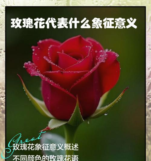 三色玫瑰花的寓意和象征是什么？