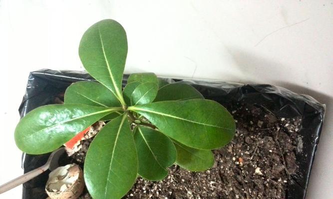玲花如意镯代表什么？它的寓意有哪些？