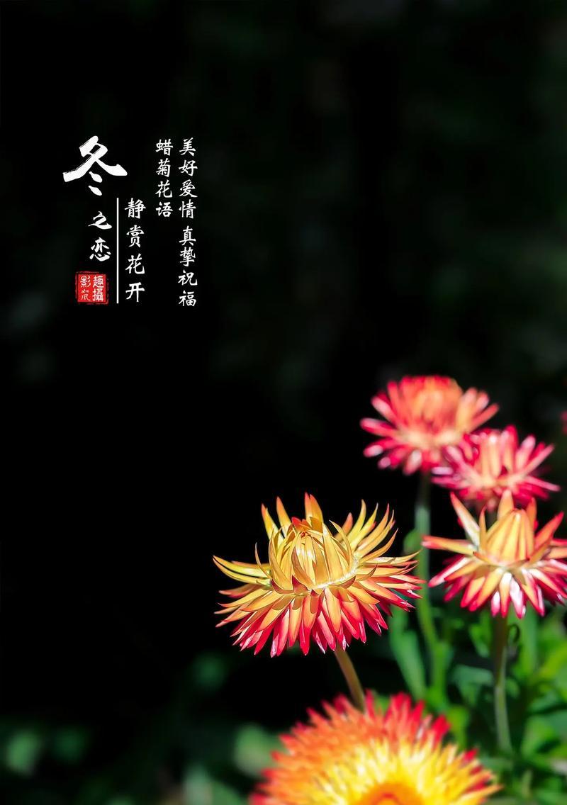 哪种花开时寓意爱情？