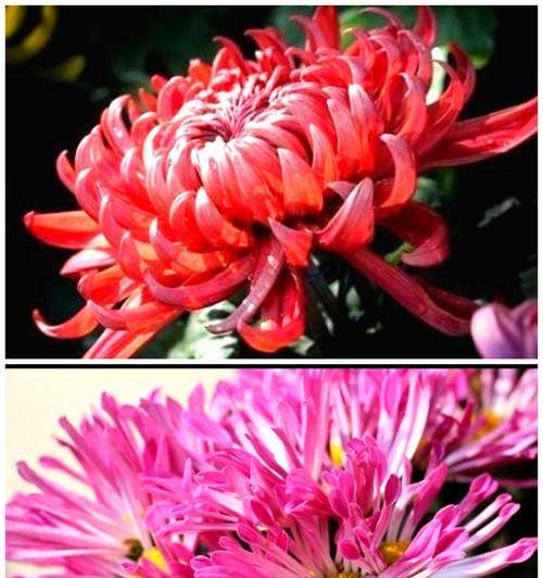 粉色花的寓意是什么？粉色花象征着什么意义？