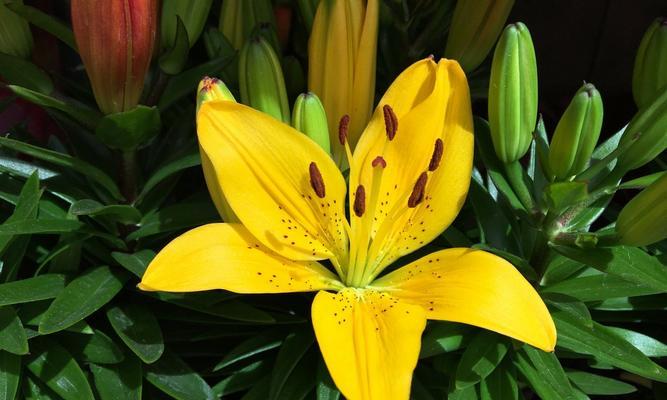 黄色和白色百合花象征着什么？这种花的寓意是什么？