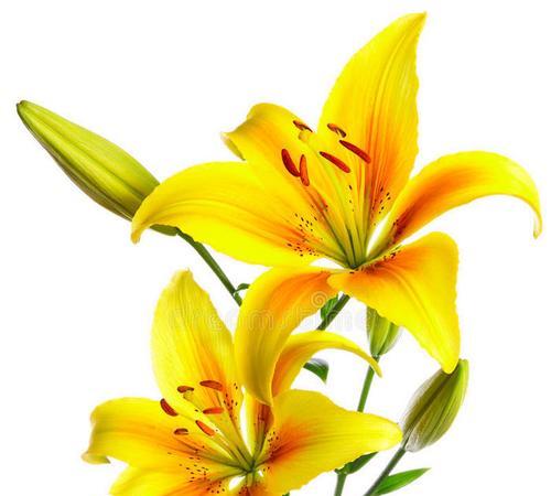 黄色和白色百合花象征着什么？这种花的寓意是什么？