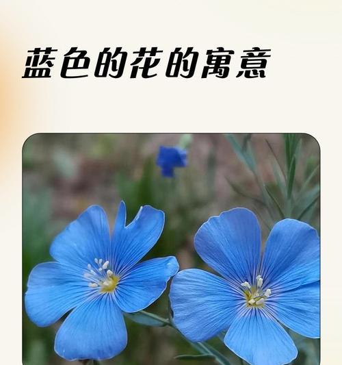 蓝色的花寓意是什么？