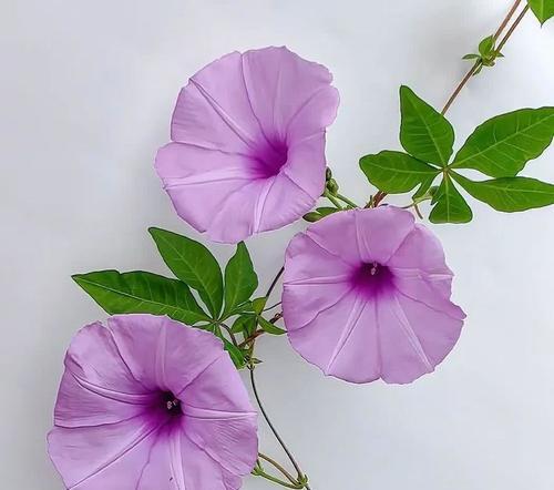 紫色花语金沙是什么意思？金沙花的寓意有哪些？