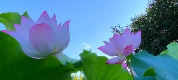 哪些花寓意来生幸福？来生幸福的花有哪些象征？