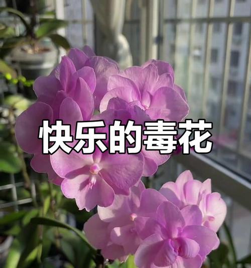 哪些花象征着开心快乐？它们的寓意是什么？