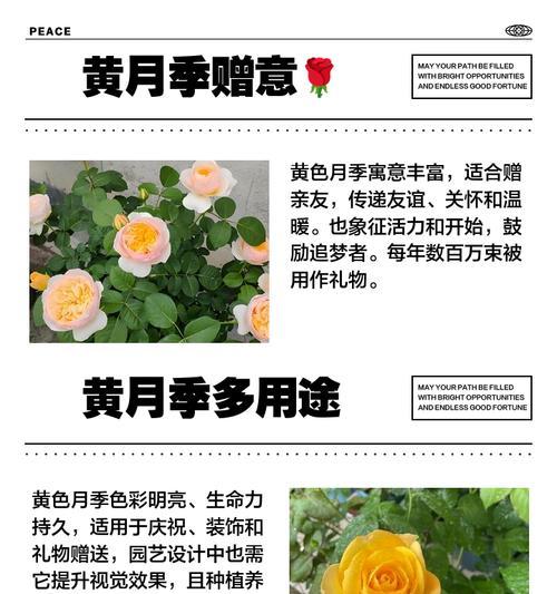 绿黄色的花有何寓意和象征？这种花的花语是什么？