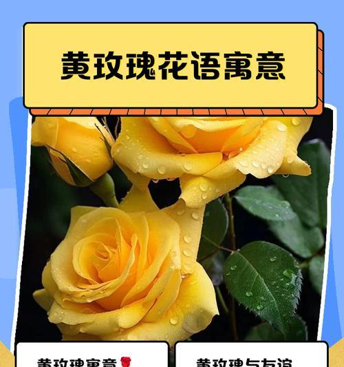 绿黄色的花有何寓意和象征？这种花的花语是什么？